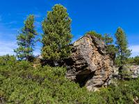 Zirben an der "Roten Wand"